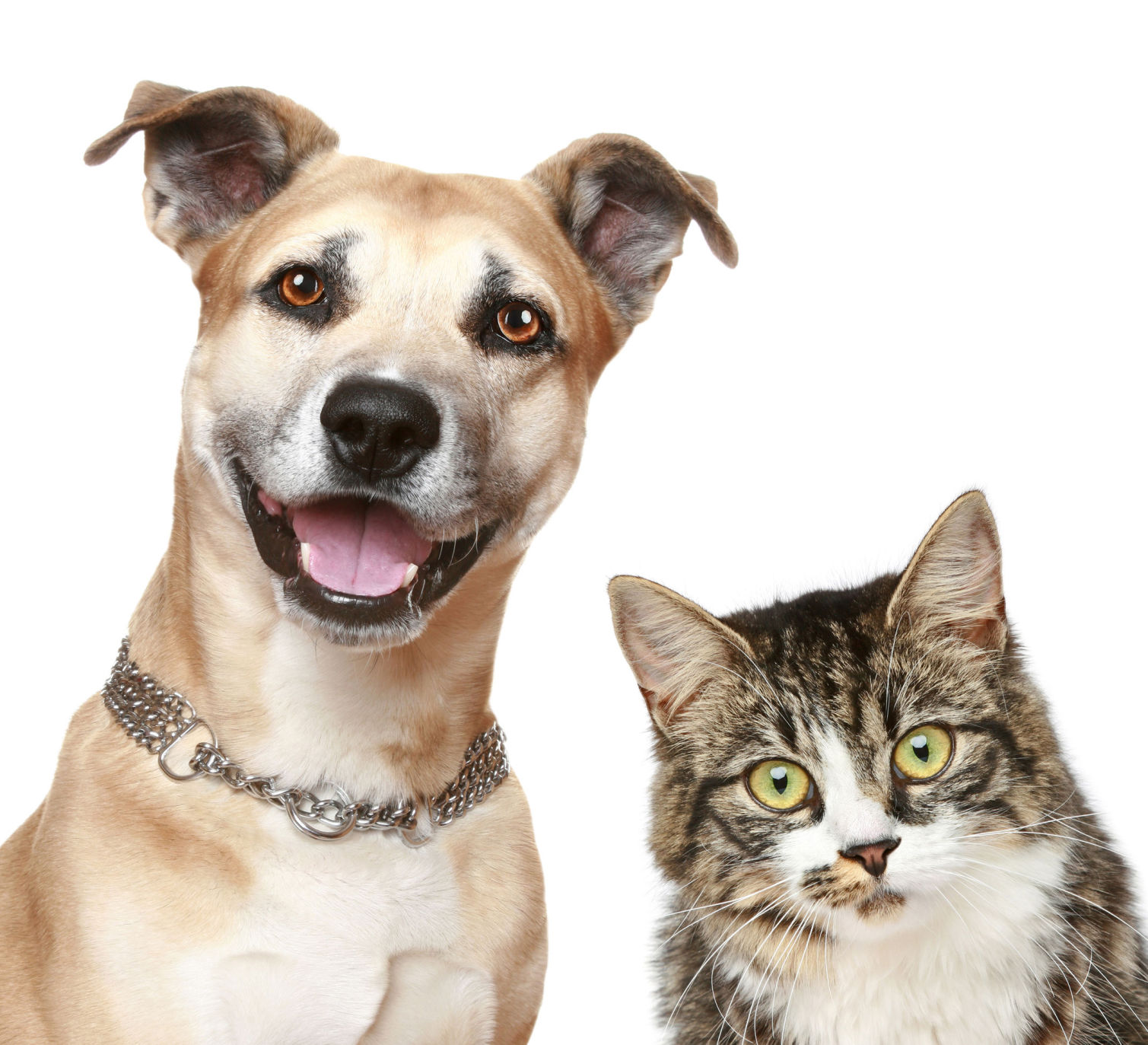 Pet Snippets COL SIG